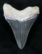 Dark Colored Bone Valley Megalodon Tooth #20667-1